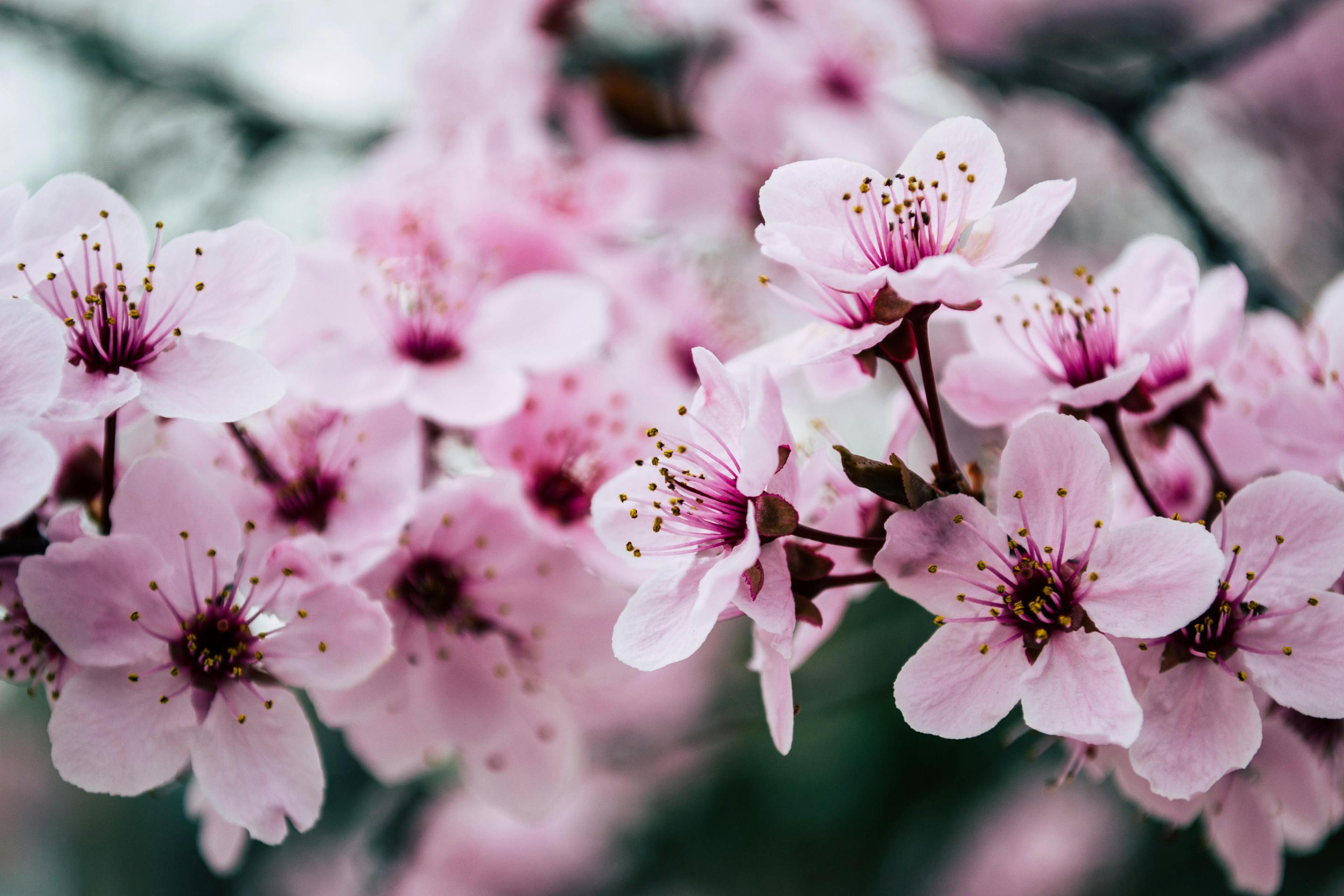 Pink cherry blossoms on a branch