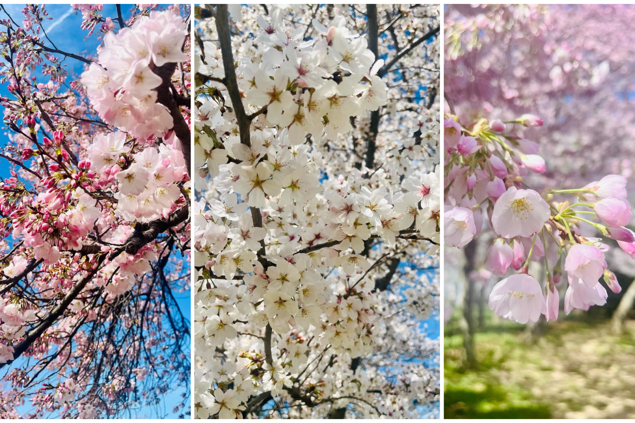 A collage of three photos of cherry blossoms