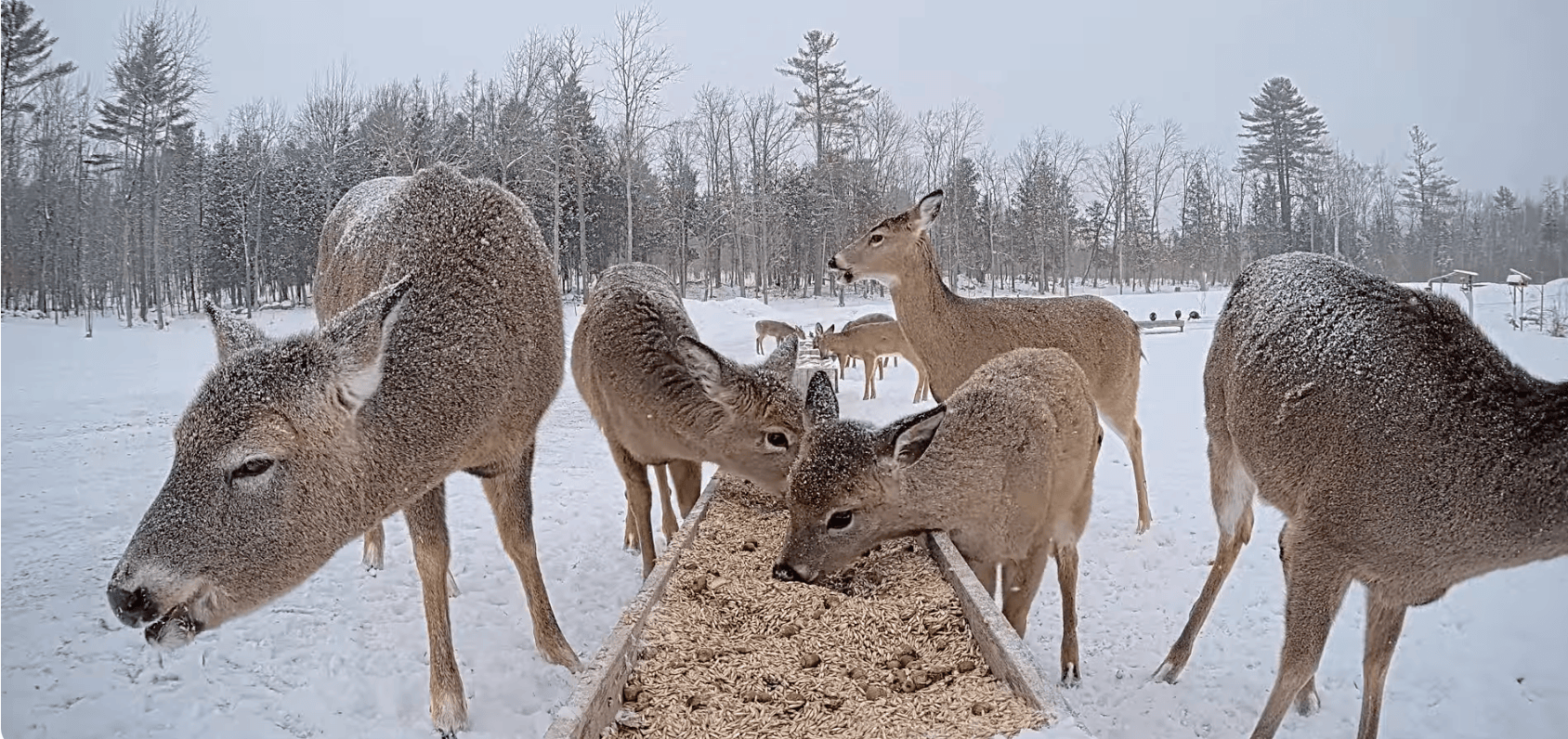 Deer eating from a trough in the snow